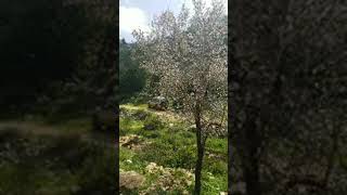 القريه! المهجره بيت نقوبا وعين جميل في وادي بيت سوريك القريه! المهجره بيت نقوبا وعين جميل في وادي بيت سوريك