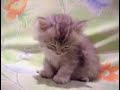 My cute cat My cute cat