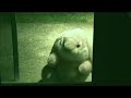 Space Alien Captured on Tape Space Alien Captured on Tape