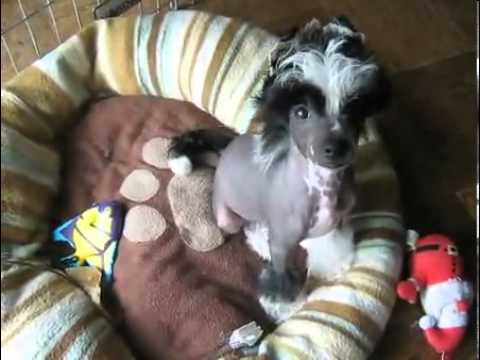 Hairless Male Puppy