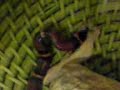 Falsa Coral Milksnake eating a lizard