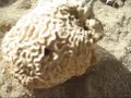 Des coquillages en Thailande. Sea shells in Thailand.