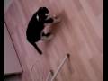 videos de et paf le chat