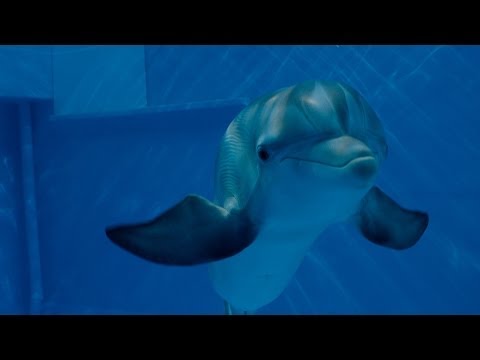 Dolphin Tale 2 2014 Full Movie Online Free