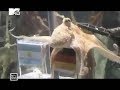 Осьминог Пауль - самое необычное животное 2010 года