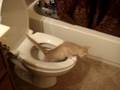 Our curious kitten falls in the toilet