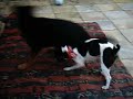 JRT and Rotty x akita fighting our 2 dogs play fighting