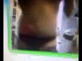 Shallow Idiot Drunk Girl Dances For Cam 5