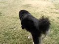 NYIMA ( i molossi del tibet kennel)