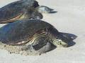 videos de Hawaii Green Sea Turtle