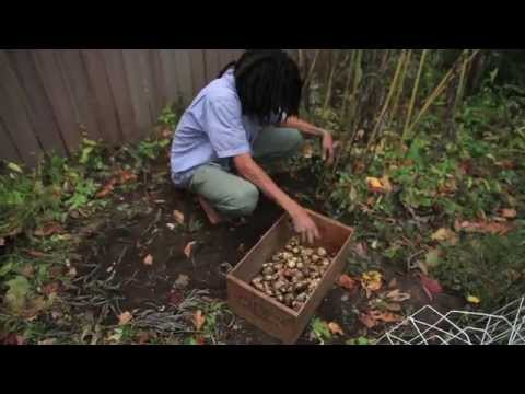 how to harvest and store jerusalem artichokes