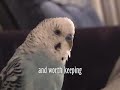 A Spiritual Bird- By Victor the Budgie