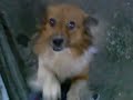 mi perro, mi pana, mi amigo... \"pichí\" mi perro, mi pana, mi amigo... \"pichí\"