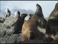 Beagle Channel--Sea Lions and Cormorants Beagle Channel--Sea Lions and Cormorants