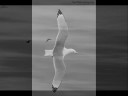 MAURICIO GARCIA AVEDE MADRUGADA (CLIP DE IMAGENES)