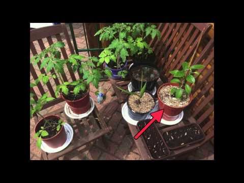 how to grow a lemon tree in the uk