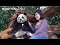 panda bear a funny panda and cute panda videos compilation new hd