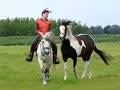 De paarden Daan en Capita werken en spelen