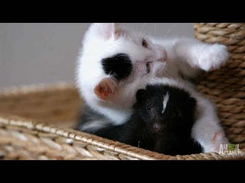 Who Knew Kittens and Skunks Made Such Good Friends%3F %7C Too Cute%21