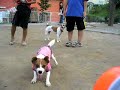 Jack Russell Terrier 20060822 She Loves WaterGun![ShortVer]