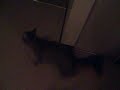 Nina the cat