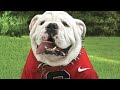 UGA VII Passes