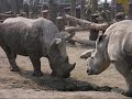 Rhinoceros movies from FLEMTV.