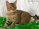 AshfurXSquirrelflight tribute AshfurXSquirrelflight tribute