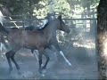 The Marquis CTA , Half Arabian Stallion Foal