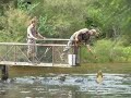 Alligator feeding time