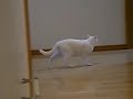 チェリーちゃんの冒険：3/5:067.MOV