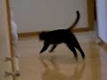 チェリーちゃんの冒険：3/5:067.MOV