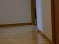 チェリーちゃんの冒険：3/5:067.MOV
