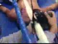 Vic Darchinyan K.O's Cristian Mijares!!! wow~~~
