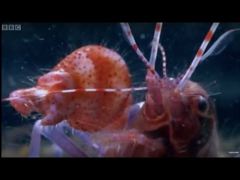 Imagen de previsualización de YouTube