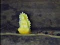 Maitreya Buddha2b Khmer Buddhist Sermon