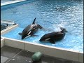 Sea World Shamu Killer Whale Attacks Birds play chicken Sea World Shamu Killer Whale Attacks Birds play chicken