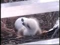 Hawk #2 begins to hatch on KJRH-TV tower