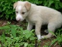 pup pup