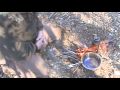 Building a Discount Bushcraft Kit Part 3 (Food)