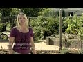 Raised Bed Gardens & Espaliered Fruit Trees