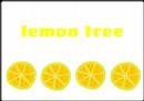 Lemon Tree Fools Garden