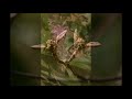 Click here to watch this video 雫石の自然No41:「第7回御神坂登山道お花まつり」
