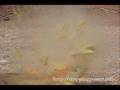 12 gauge shotgun (birdshot) vs Cantaloupe