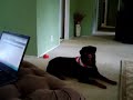 Rotties Howling at Siren Rotties Howling at Siren