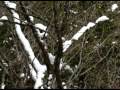 雪中登燕岳1