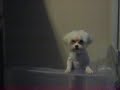 Freaky waiving dog Freaky waiving dog