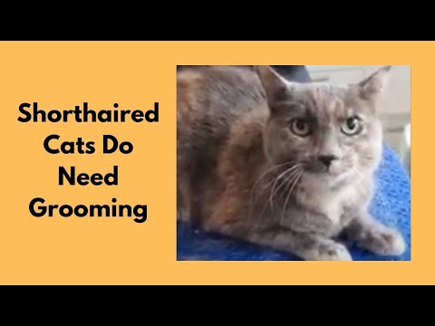 Shorthaired Cats Do Need Grooming!
