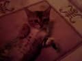 Zico bengal kitten 3 -upside-down fight