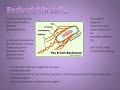 The Multiple Antibiotic Resistance Phenotype in Escherichia Coli